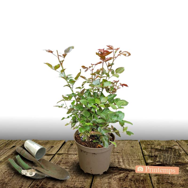 Rosier à grandes fleurs Voluptia® Pink™ 'Noa1811108' à fleurs Rose - feuillage Caduc - Pot de 5L - 40/60 cm-  hauteur à maturité De 0,50 m à 1,00 m - Imagen 6