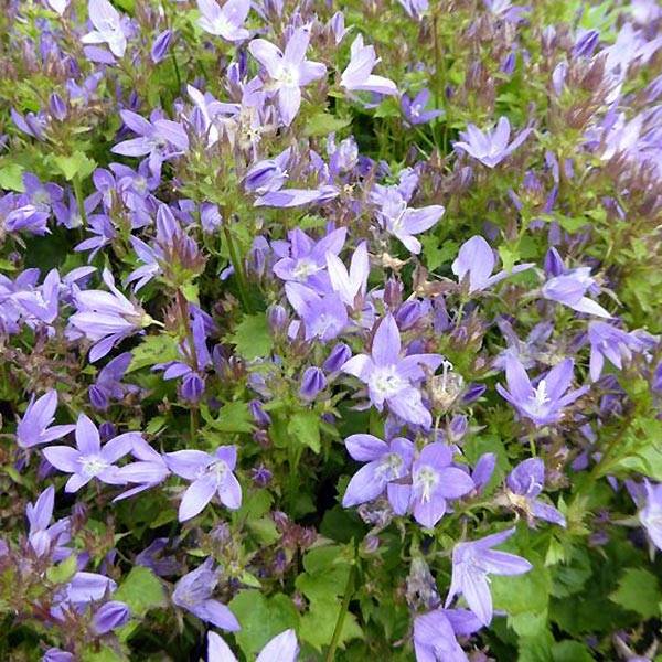 Campanula poscharskyana Trollkind - Campanule des Murets Godet de 8/9 cm