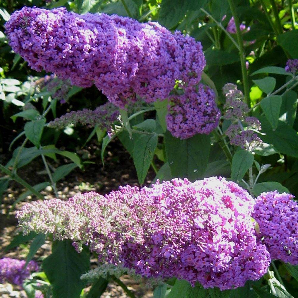 Buddleia davidii Rêve de Papillon Pink - Arbre aux papillons Pot de 2L/3L - Image 1