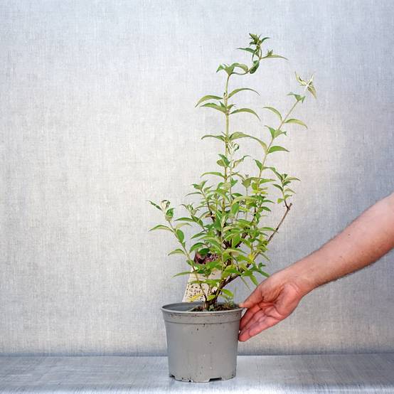 Buddleia davidii Rêve de Papillon Pink - Arbre aux papillons Pot de 2L/3L - Image 2