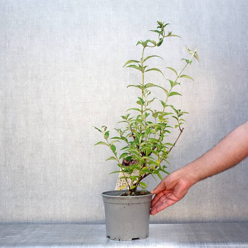 Buddleia davidii Rêve de Papillon Pink - Arbre aux papillons Pot de 2L/3L - Image 2
