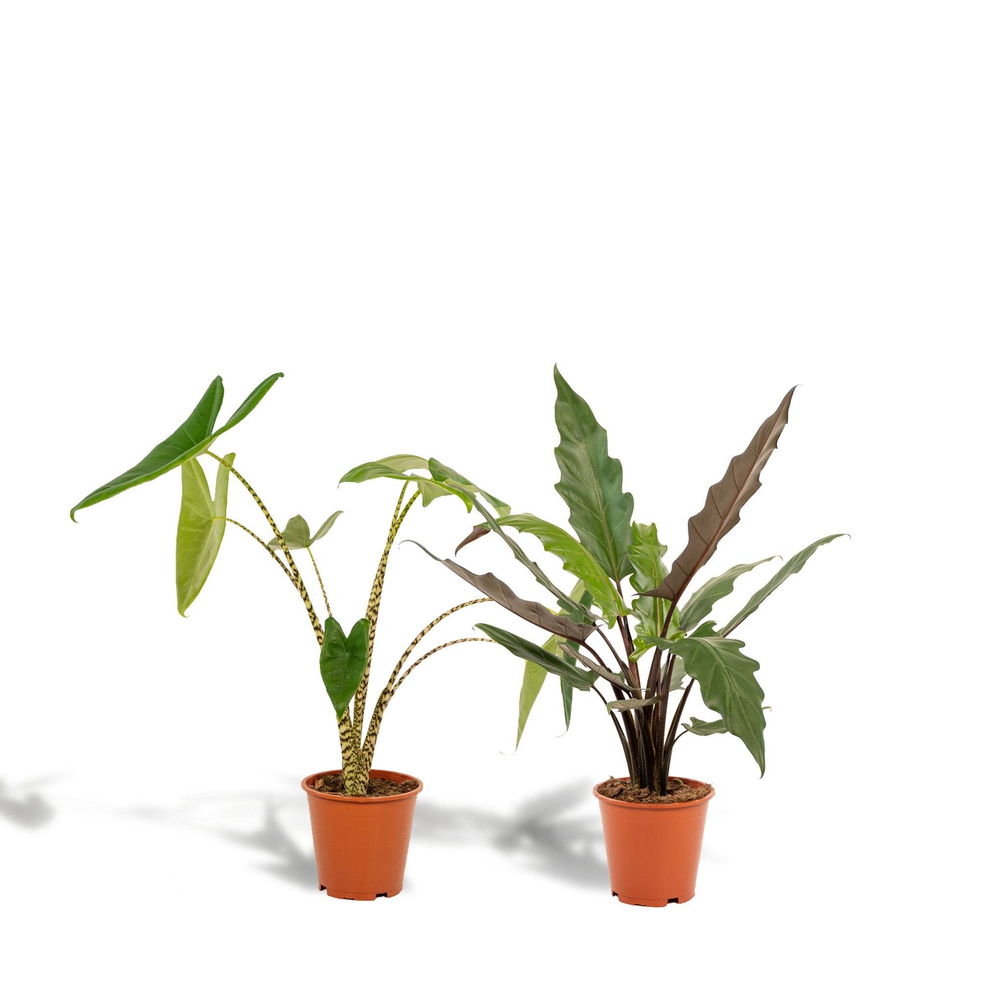 La Green Touch - Coffret Alocasia - Lot de 2 plantes 80cm - Plante d'intérieur- La Green Touch - Imagen 3