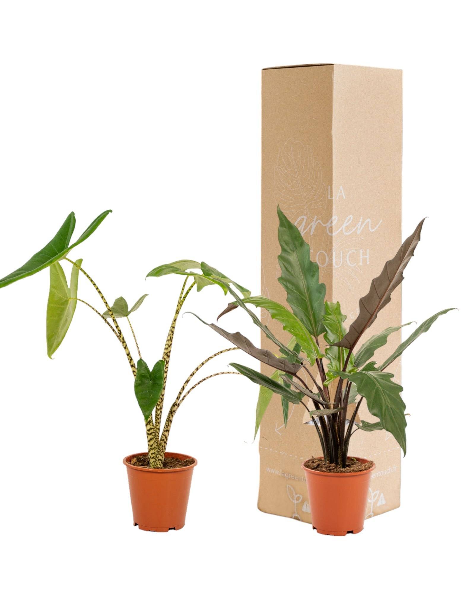 La Green Touch - Coffret Alocasia - Lot de 2 plantes 80cm - Plante d'intérieur- La Green Touch - Imagen 2