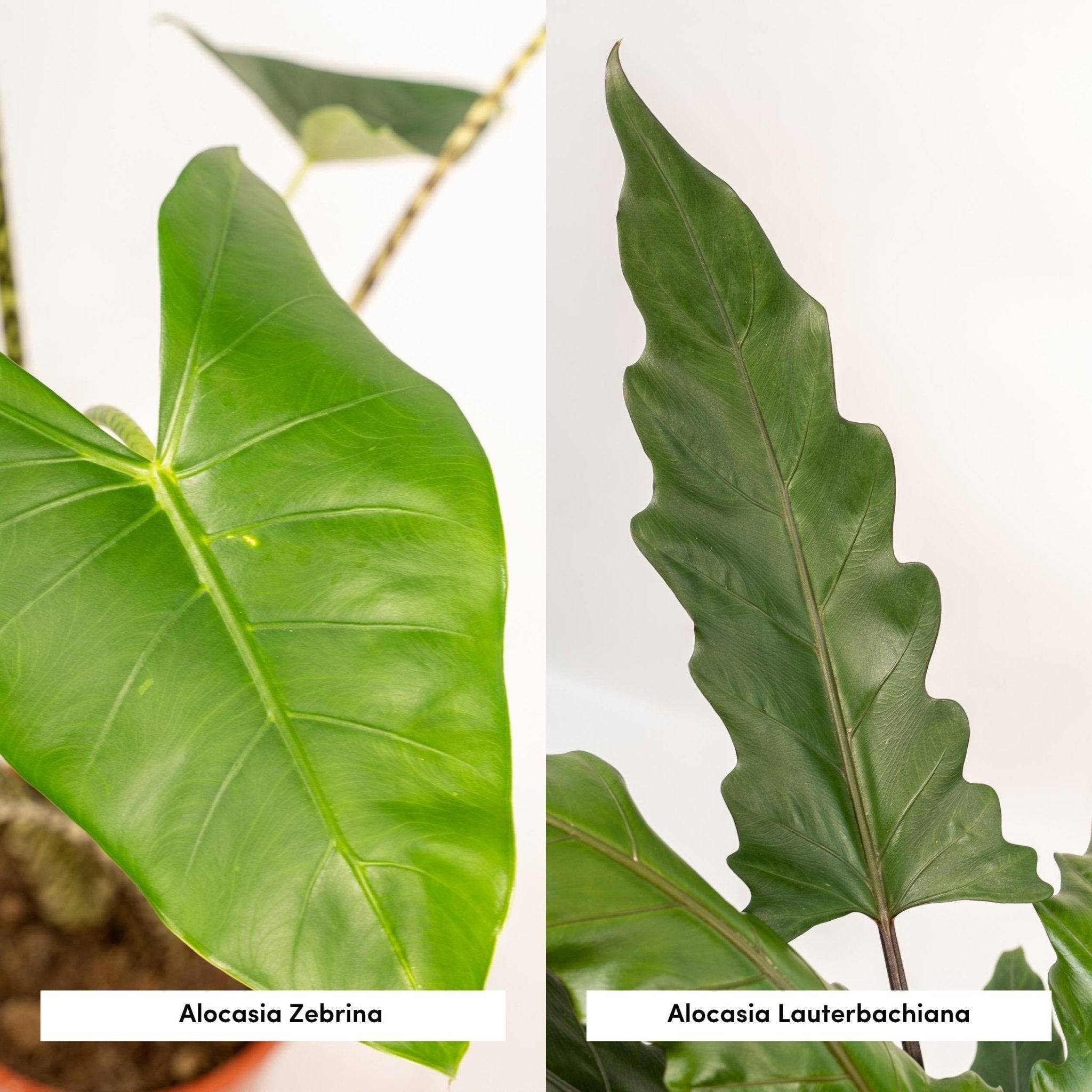 La Green Touch - Coffret Alocasia - Lot de 2 plantes 80cm - Plante d'intérieur- La Green Touch - Imagen 5