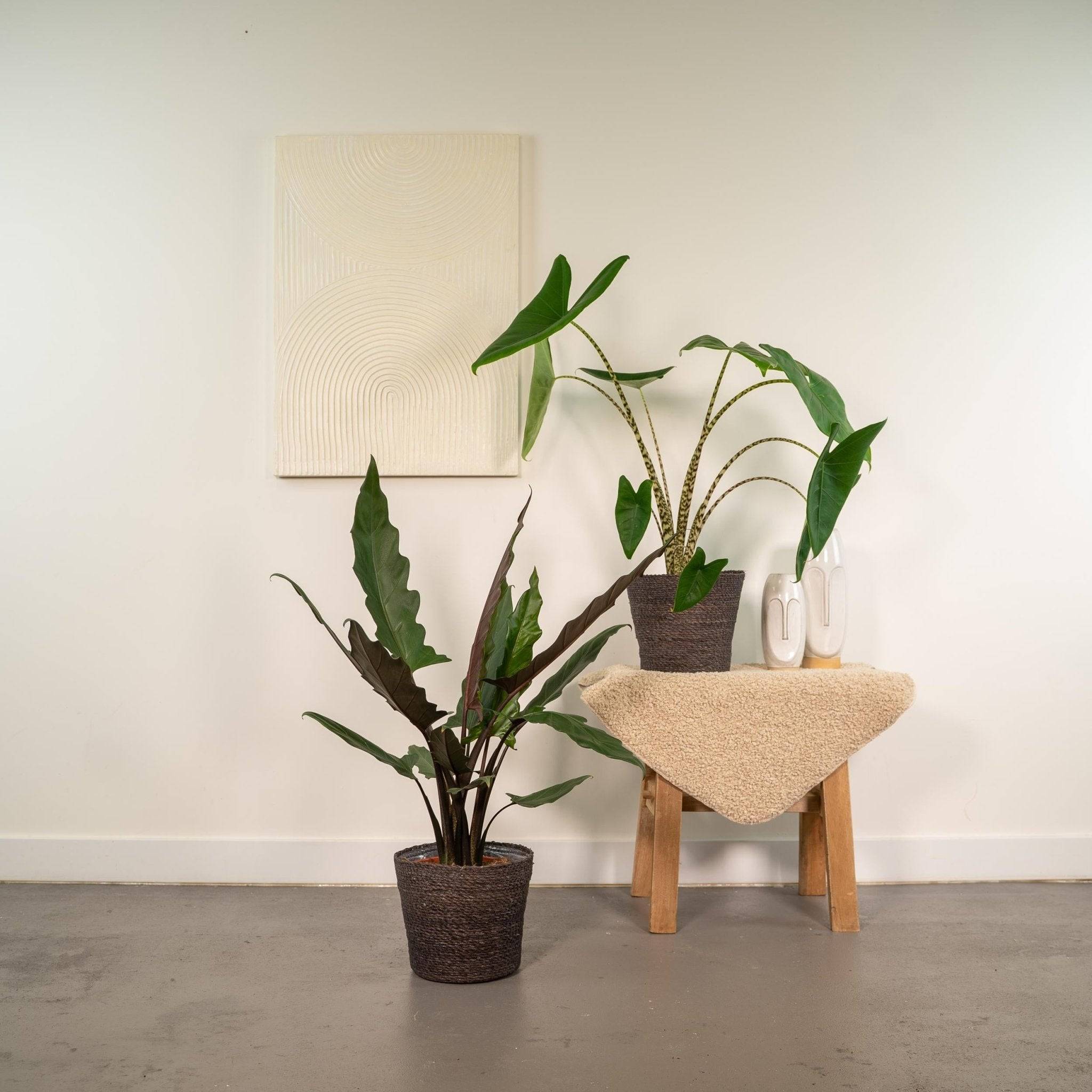 La Green Touch - Coffret Alocasia - Lot de 2 plantes 80cm - Plante d'intérieur- La Green Touch - Imagen 4