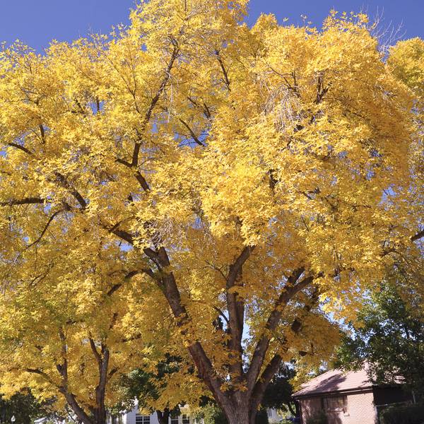 Ginkgo biloba Autumn Gold - Arbre aux quarante écus Pot de 6L/7L
