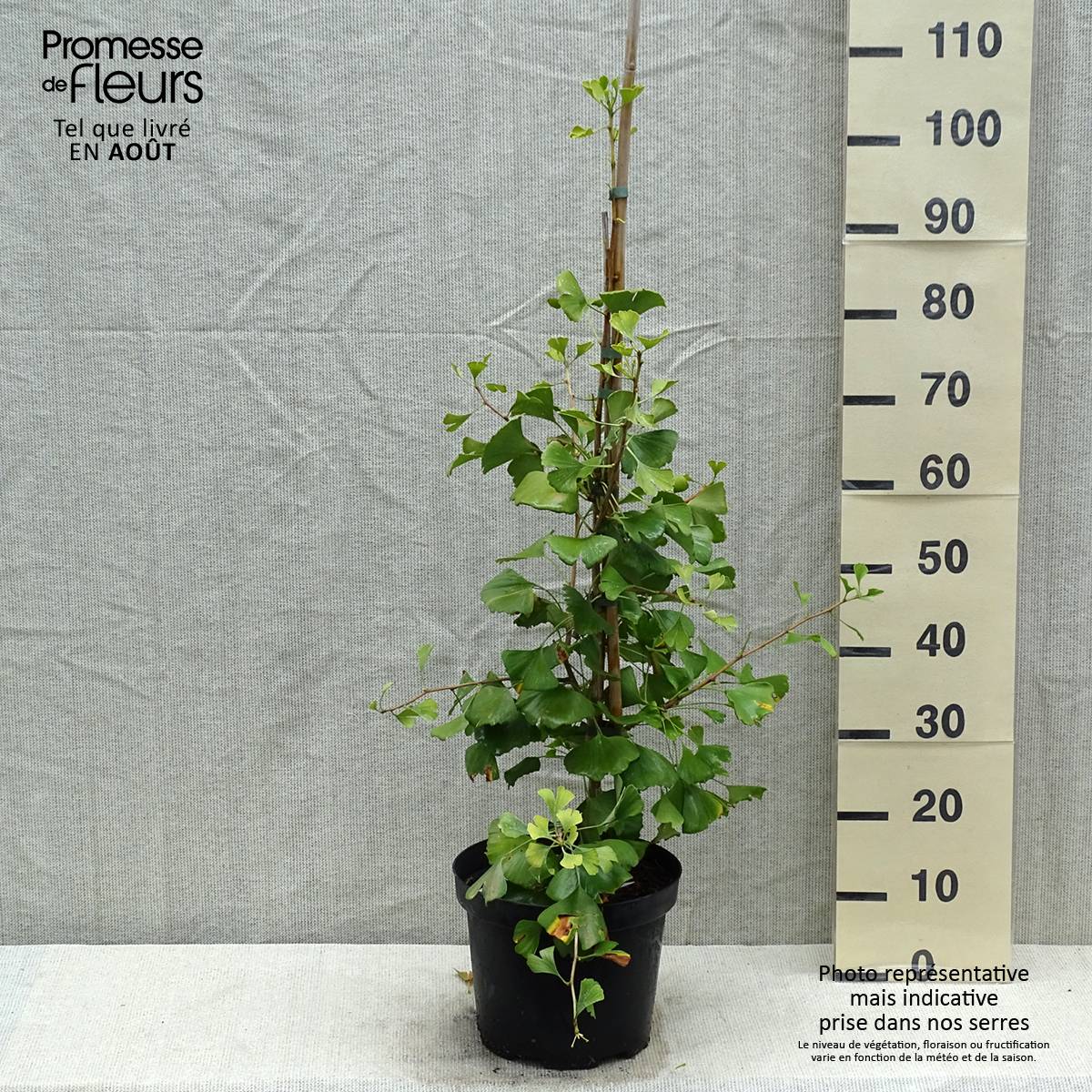 Ginkgo biloba Autumn Gold - Arbre aux quarante écus Pot de 6L/7L - Image 2