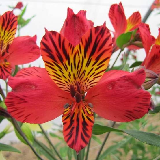 Promesse de Fleurs - Alstroémère haute Majestics Chinon - Lys des Incas Godet de 8/9 cm