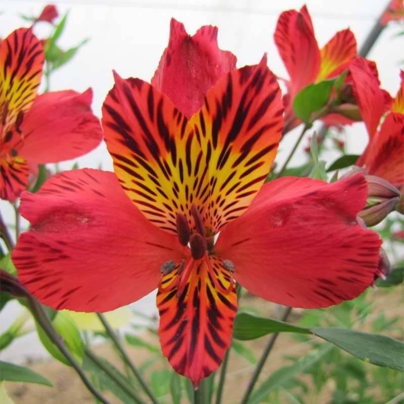 Promesse de Fleurs - Alstroémère haute Majestics Chinon - Lys des Incas Godet de 8/9 cm