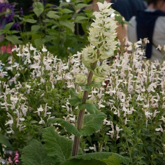 Promesse de Fleurs - Sauge sclarée - Salvia sclarea Vatican White Godet de 8/9 cm