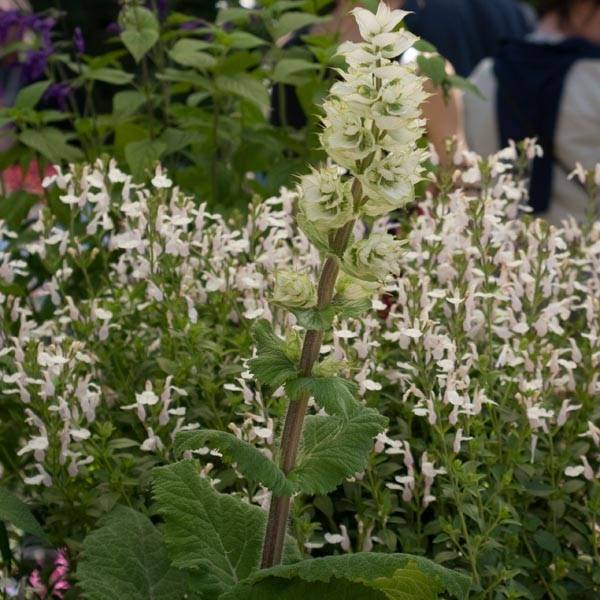 Promesse de Fleurs - Sauge sclarée - Salvia sclarea Vatican White Godet de 8/9 cm