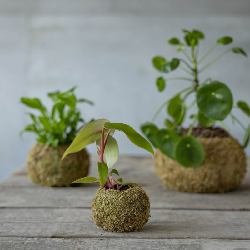 Esschert Design - Kokedama boule de mousse 20 cm - Esschert Design - Imagen 2