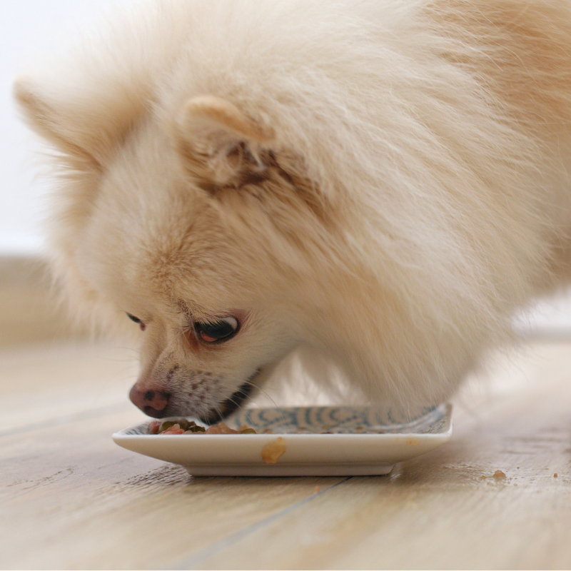 Eukanuba - Eukanuba - Croquettes Sans Céréales au Poisson pour Chien de Petite et Moyenne Taille - Imagen 2
