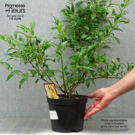Forsythia intermedia Spectabilis - Mimosa de Paris Pot de 2L/3L - Image 2