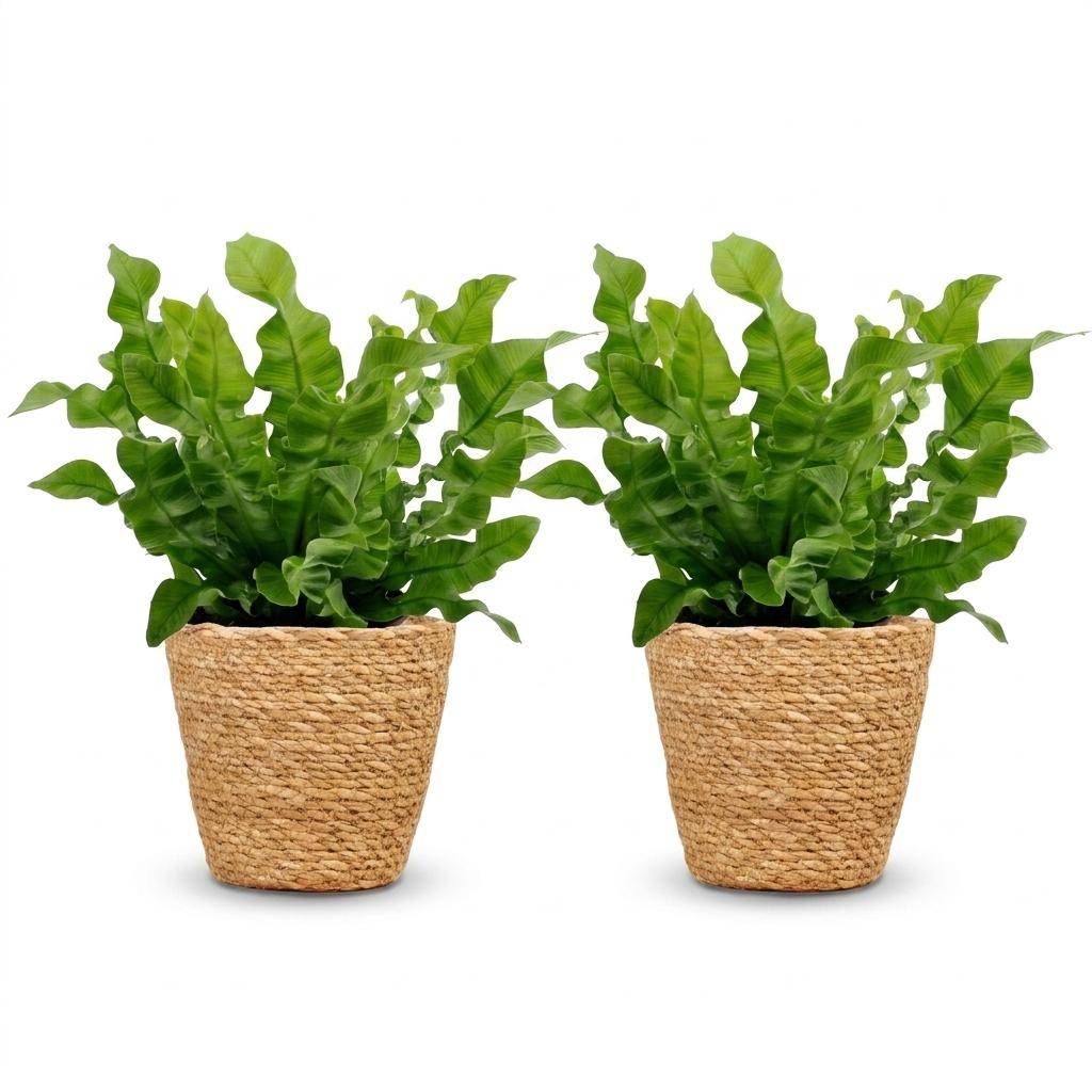 La Green Touch - Asplenium nidus Crispy Wave - Fougère nid d'oiseau - Lot de 2 plantes - Panier en jonc de mer inclus - Pot Ø12 cm, H 30 cm - Image 2
