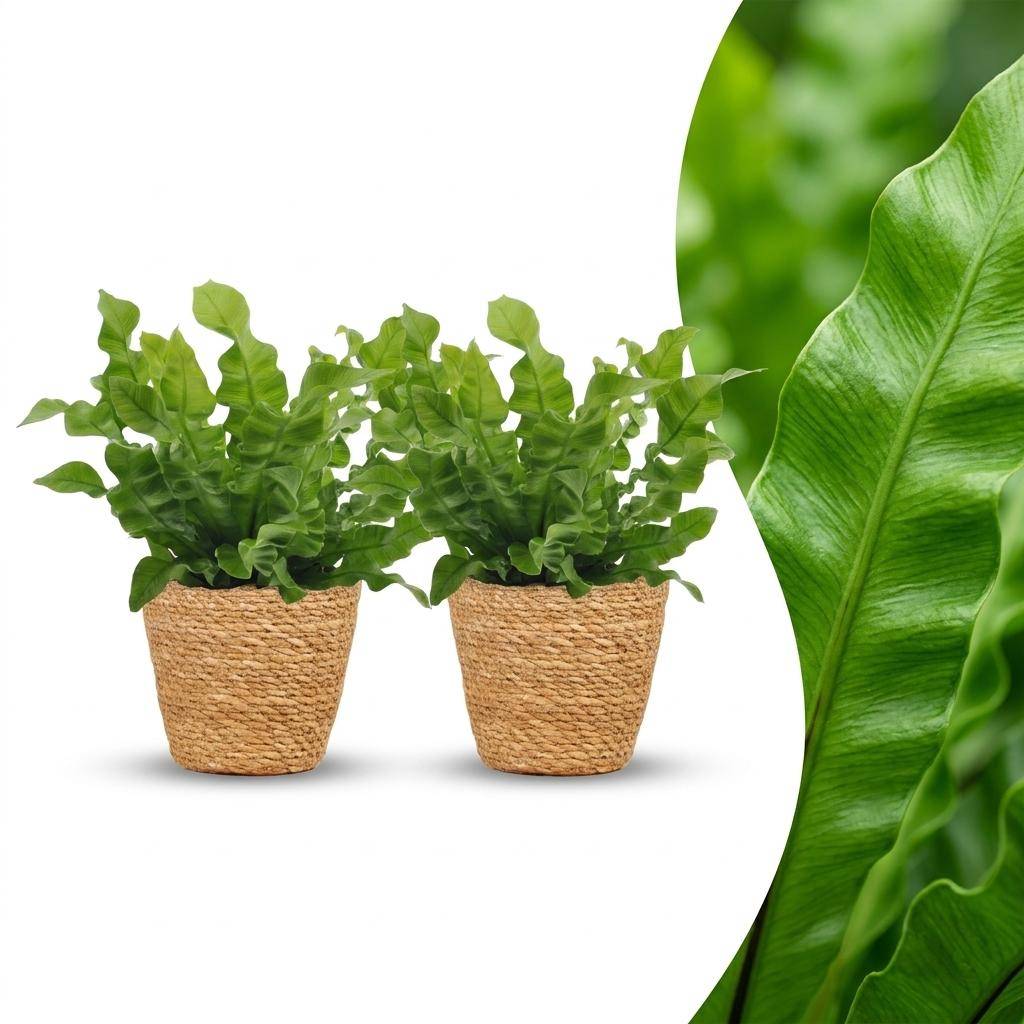 La Green Touch - Asplenium nidus Crispy Wave - Fougère nid d'oiseau - Lot de 2 plantes - Panier en jonc de mer inclus - Pot Ø12 cm, H 30 cm - Image 1