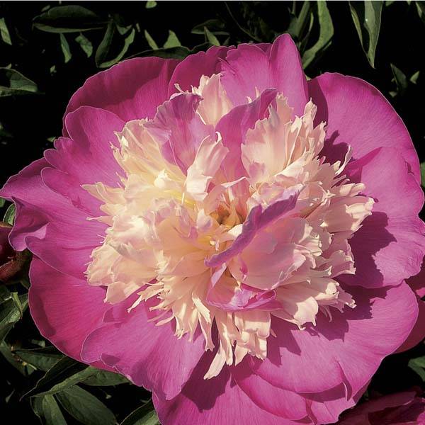 Promesse de Fleurs - Pivoine lactiflora Gay Paree Pot de 3L/4L