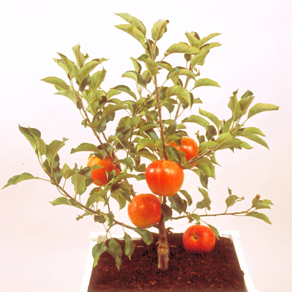 Promesse de Fleurs - Pommier nain Garden Sun Red Pot de 6L/7L, 1/4 de tige, Tige de 40 cm