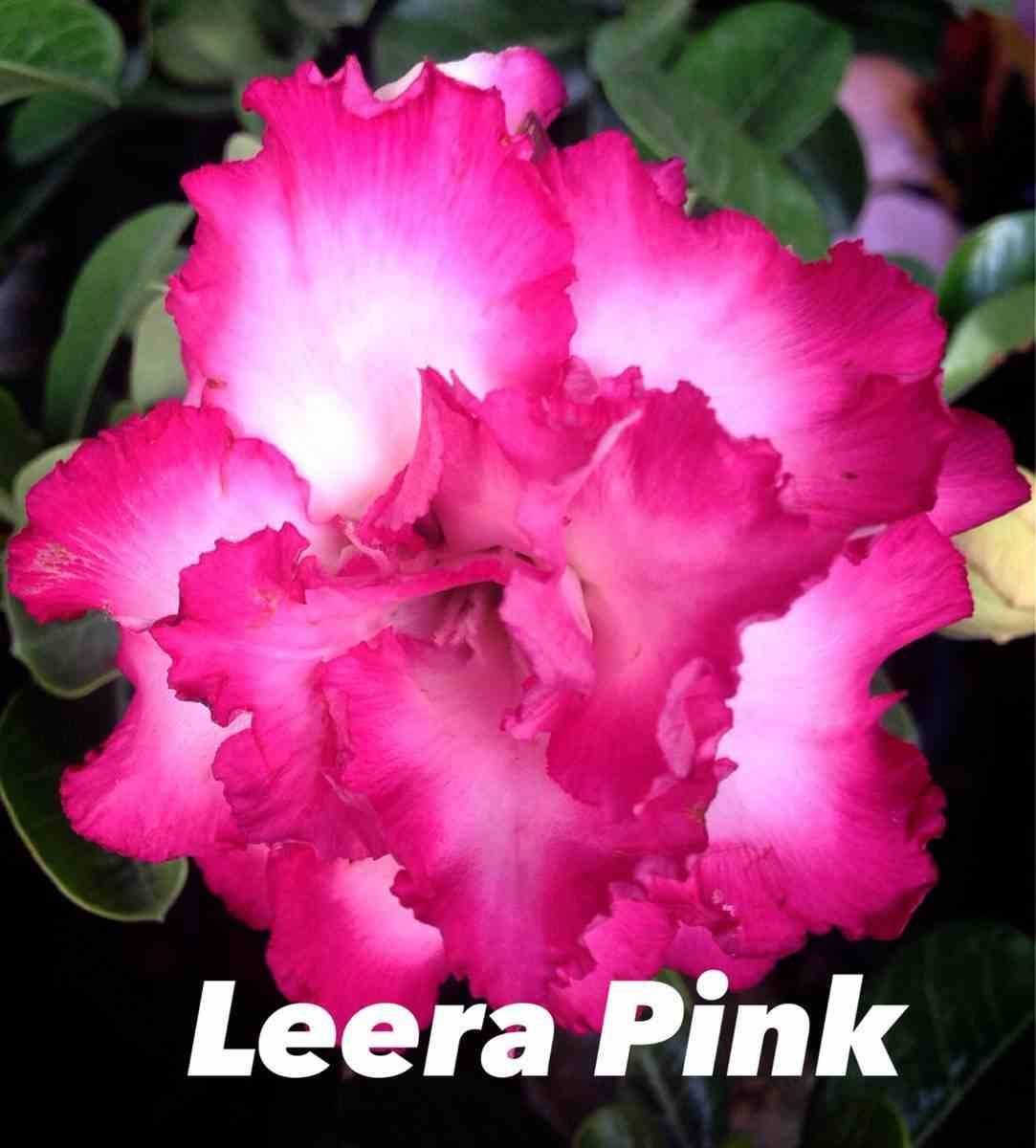 Sans Marque - Adenium obesum cv.Leera Rose Couleur floraison:Rose - Taille:Caudex d'environ 150g - Image 2