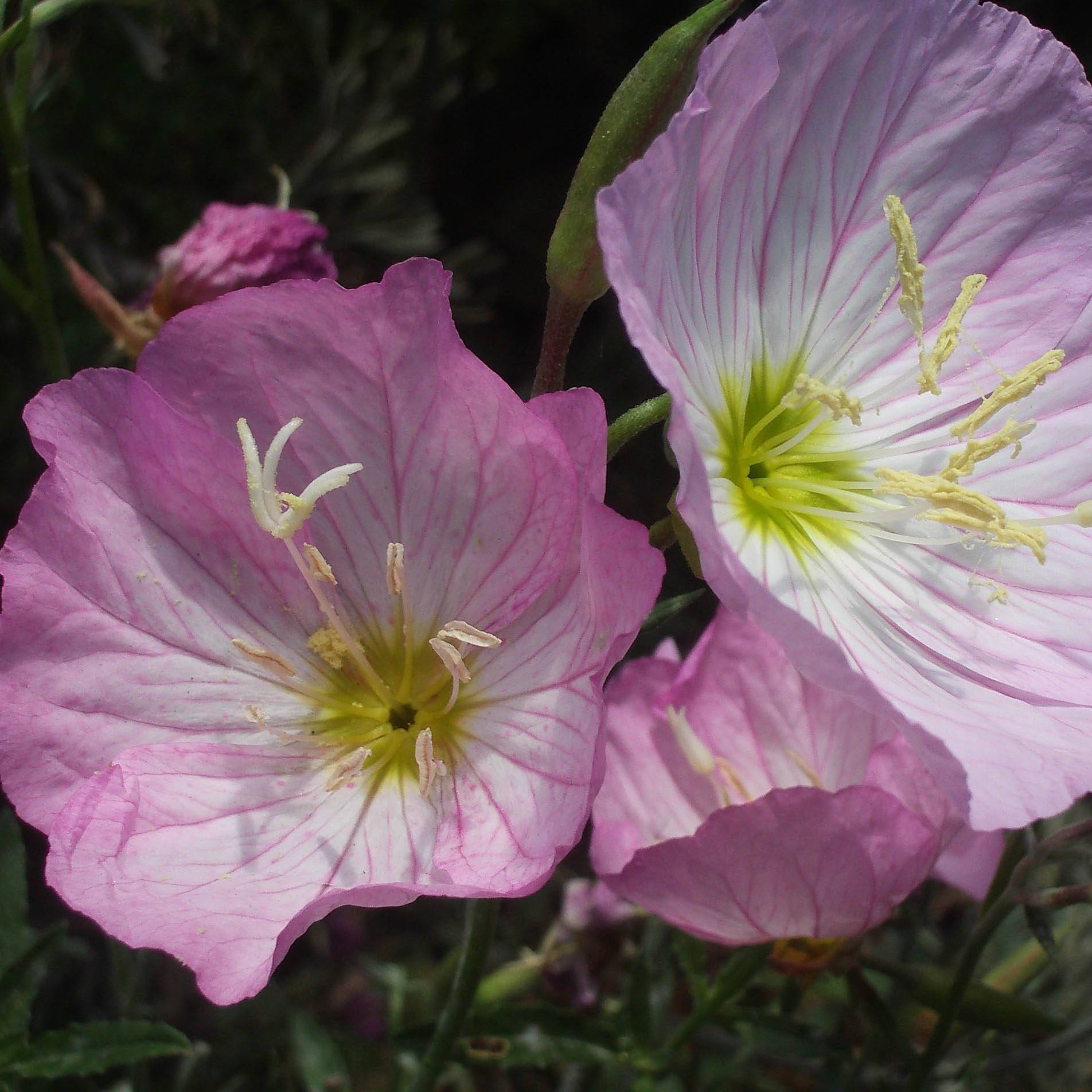 Oenothera speciosa - Oenothère rose Godet de 7/8 cm