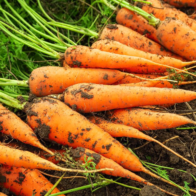 Carotte Senior F1 - Daucus carota le sachet de 750 graines environ (1g)