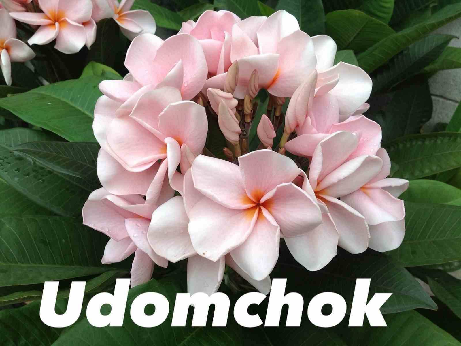 Sans Marque - Plumeria rubra "Udomchok" (frangipanier) Taille:Pot de 2 litres ? 20/30 cm - Couleur floraison:blanc et rose
