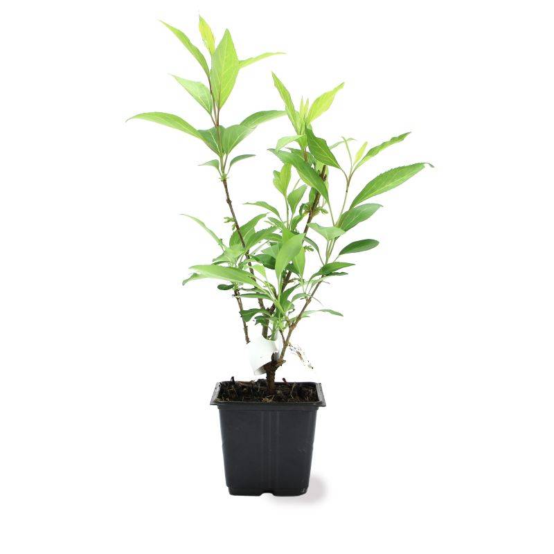 Mimosa de Paris (Forsythia x intermedia 'Spectabilis') - Godet - Taille 10cm - Pépinières Naudet - Imagen 2