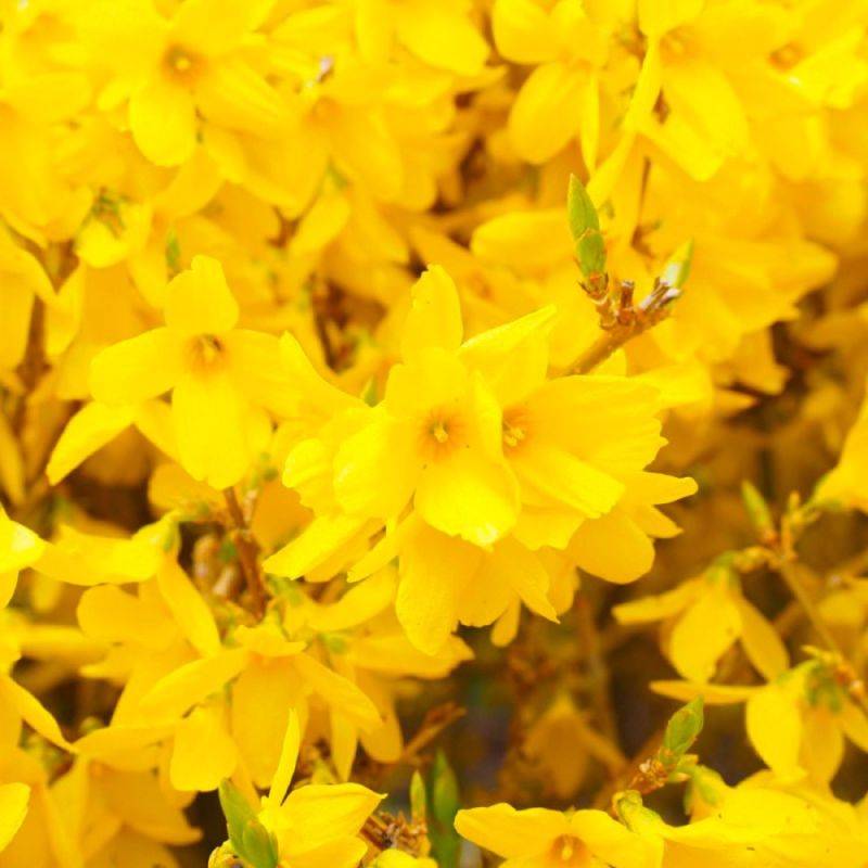 Mimosa de Paris (Forsythia x intermedia 'Spectabilis') - Godet - Taille 10cm - Pépinières Naudet - Image 1