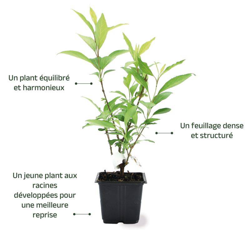 Mimosa de Paris (Forsythia x intermedia 'Spectabilis') - Godet - Taille 10cm - Pépinières Naudet - Imagen 3