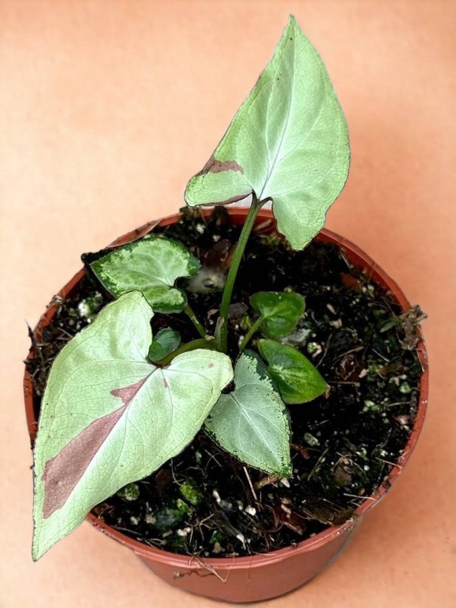 Syngonium Strawberry Milk- La Green Touch
