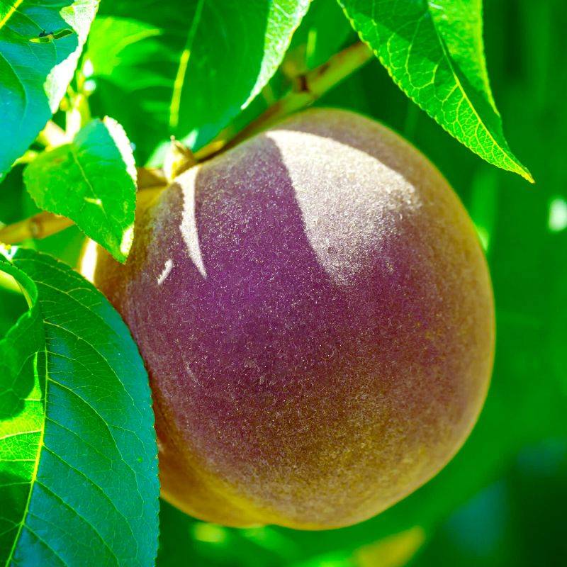 Pêcher 'Sanguine de Savoie' (Prunus persica 'Sanguine de Savoie') - Scion de 100 à 150cm - Pépinières Naudet - Imagen 1