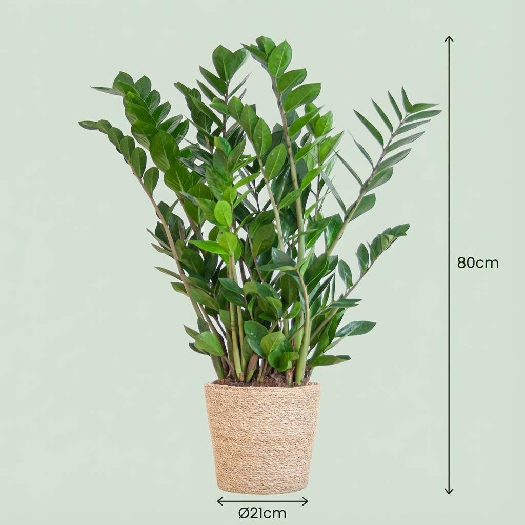 Zamioculcas Zamiifolia - Pot de 21cm - Hauteur 80cm - Blanc - Plantes d'intérieur - Image 10