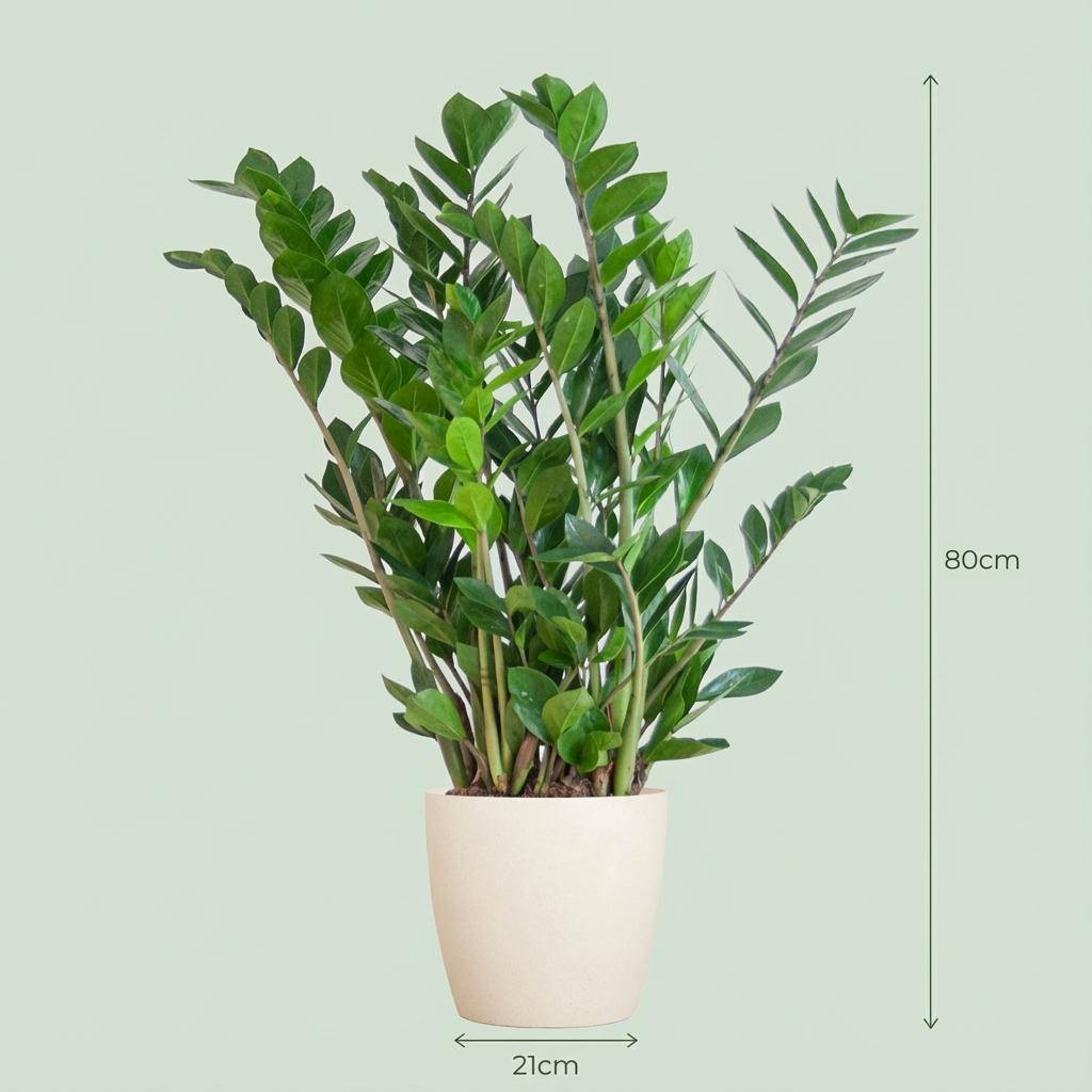 Zamioculcas Zamiifolia - Pot de 21cm - Hauteur 80cm - Blanc - Plantes d'intérieur - Image 4