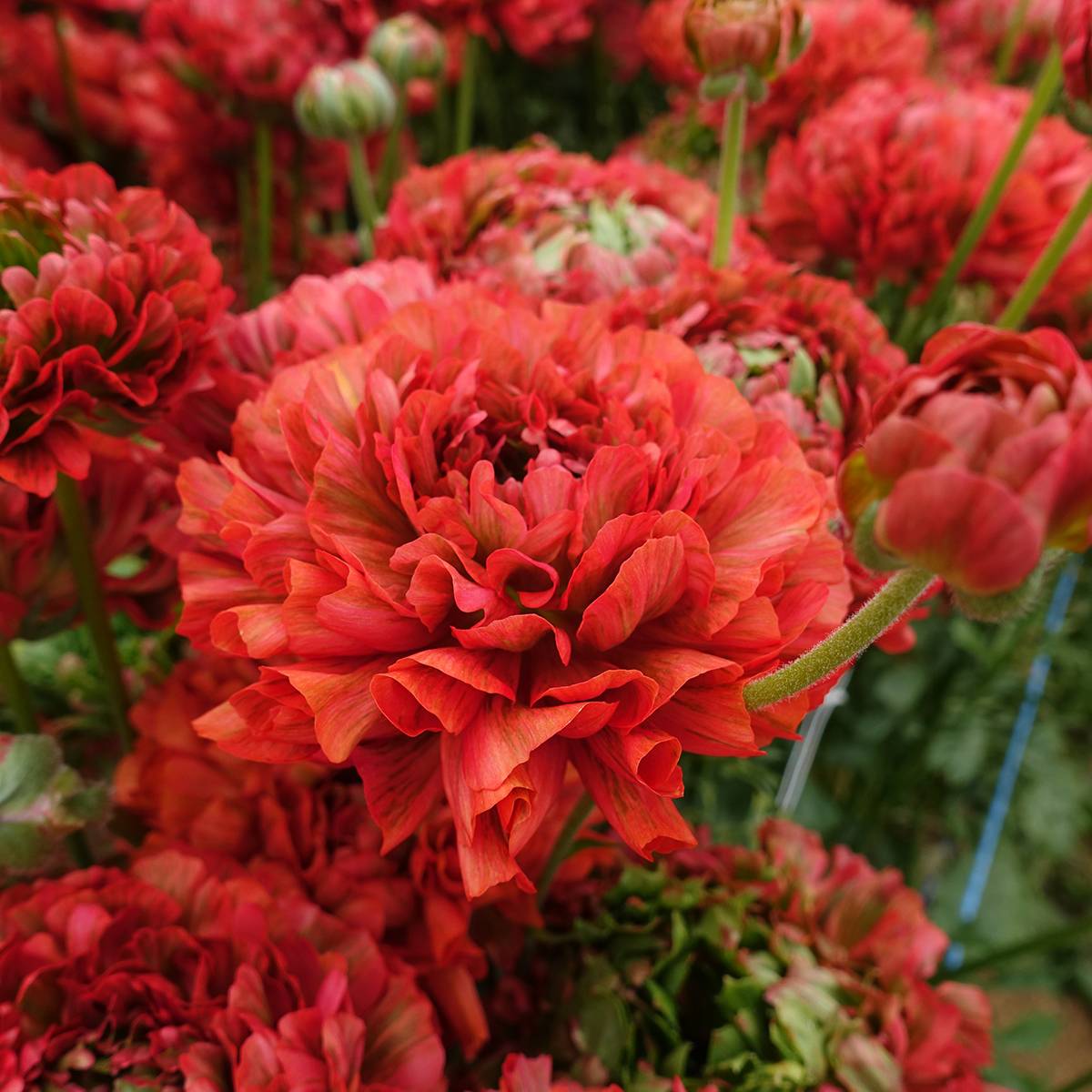 Promesse de Fleurs - Renoncule des fleuristes Crown Bastille – Ranunculus asiaticus Bulbe calibre 8+