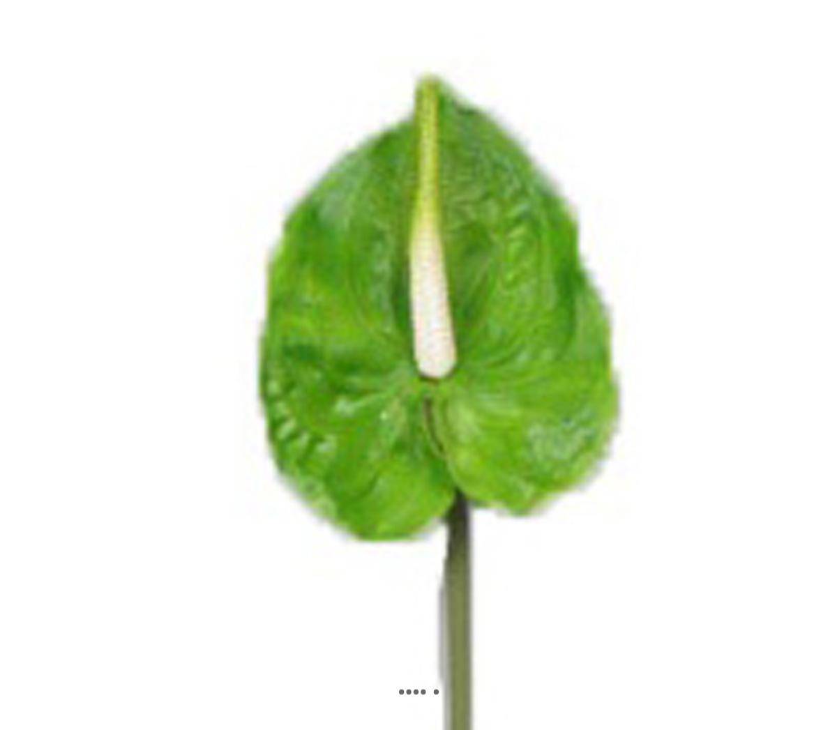 Artificielles - Tige Anthurium artificiel L 66 cm Vert - couleur: Vert - Imagen 2