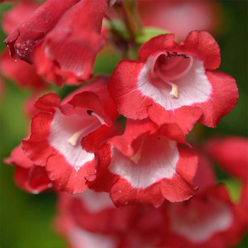 Penstemon Le Phare - Galane Godet de 8/9 cm