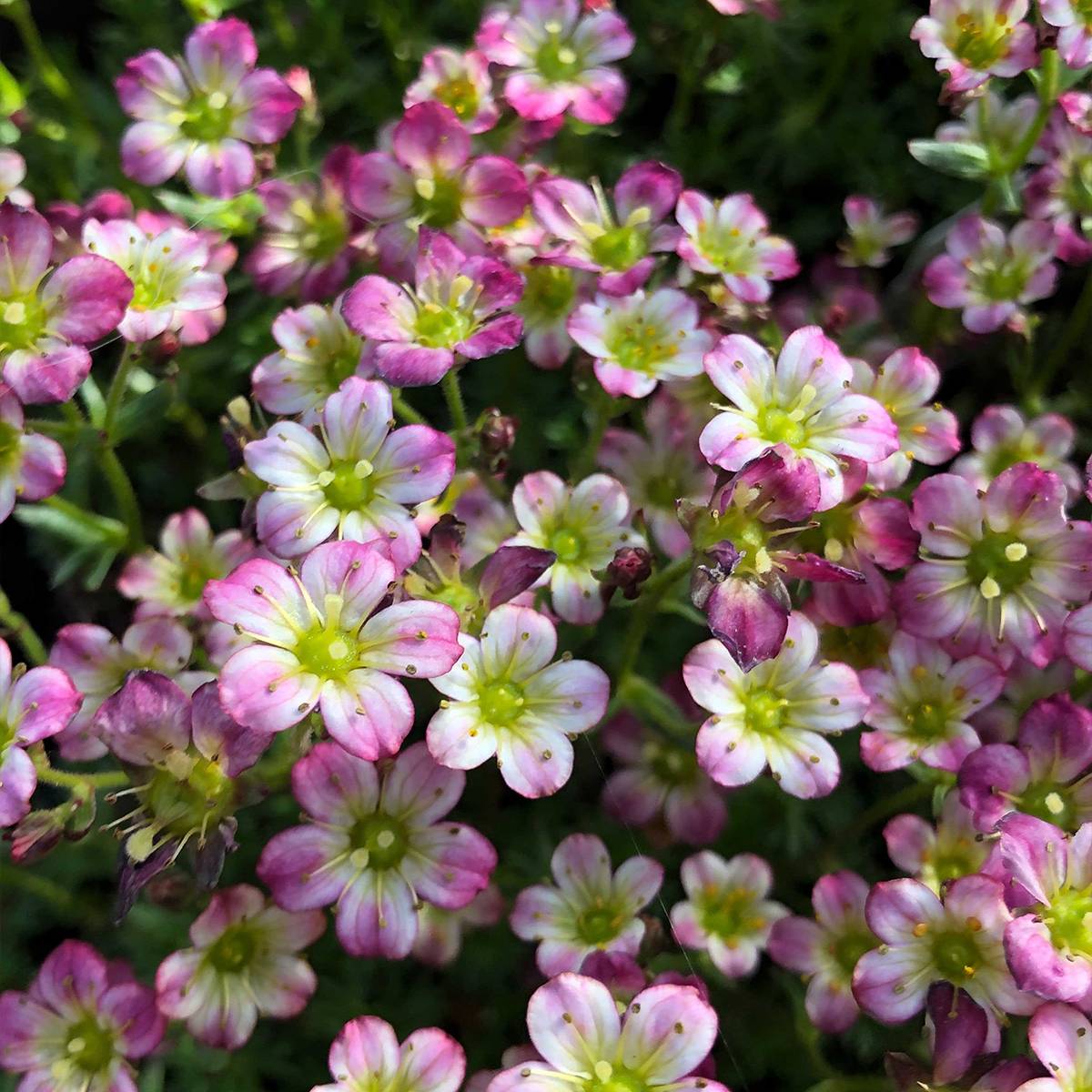 Promesse de Fleurs - Saxifraga x arendsii Pixie - Saxifrage mousse Mini-motte Ø 3/4 cm (par 5)