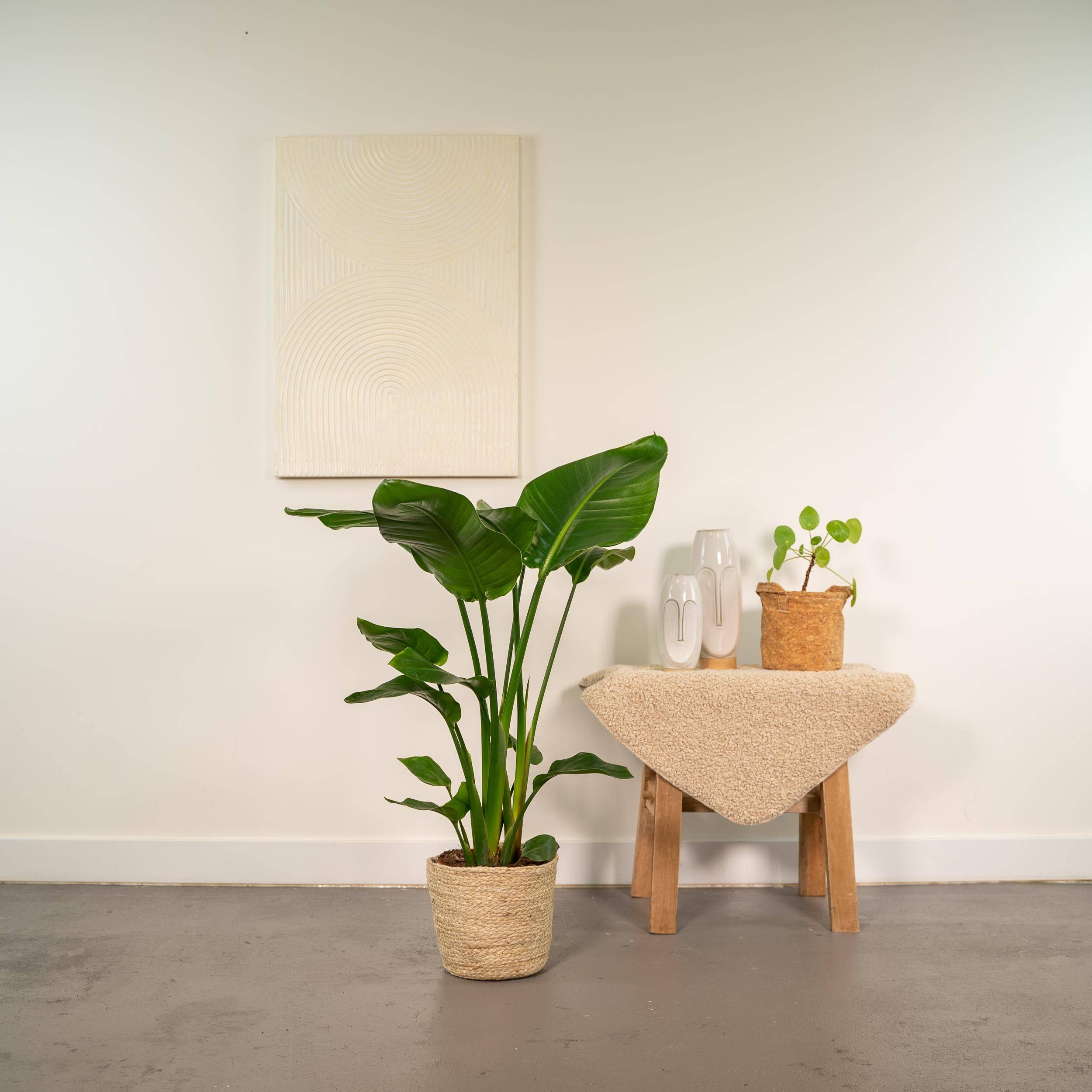 La Green Touch - Strelitzia Nicolai - H90cm - Image 2