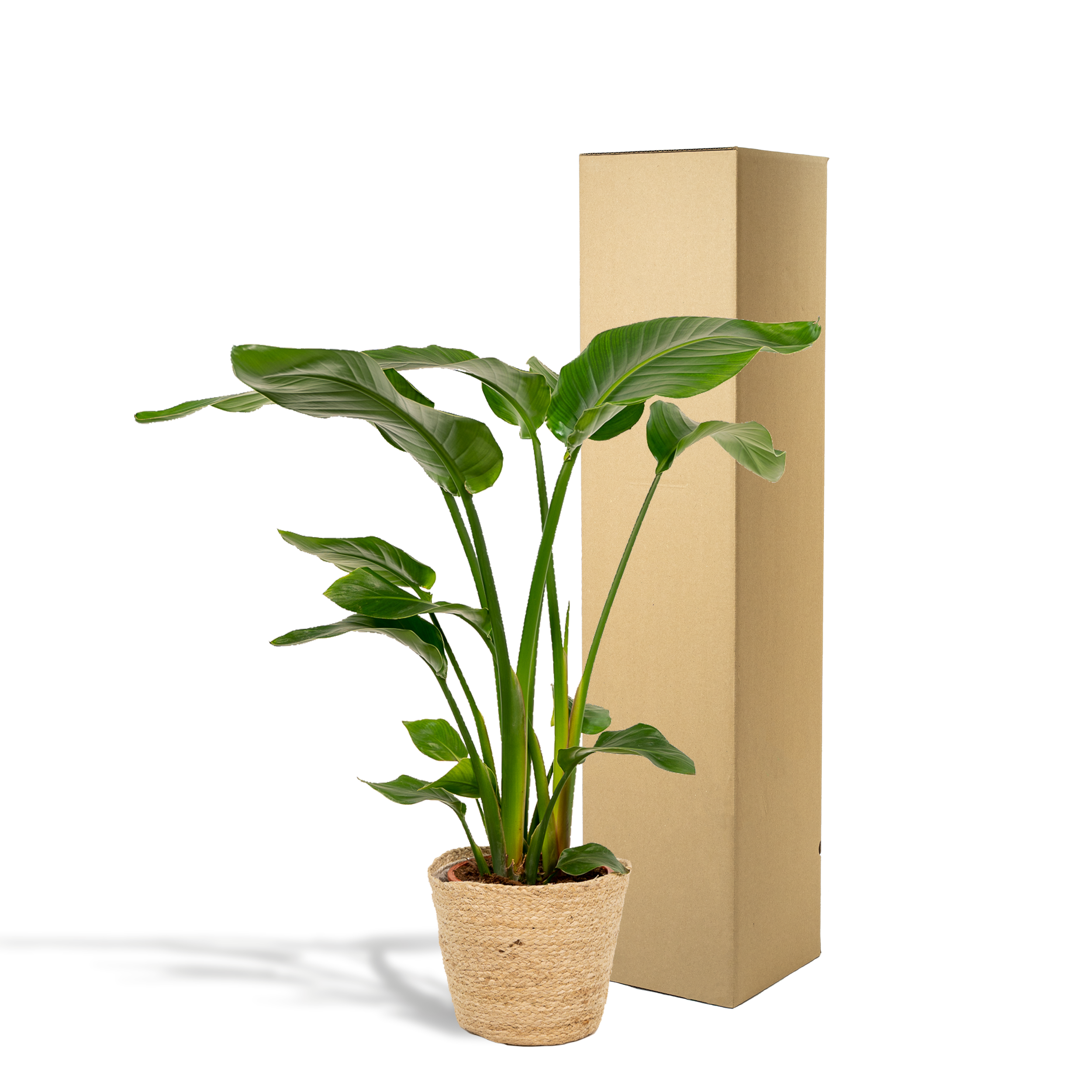 La Green Touch - Strelitzia Nicolai - H90cm - Image 5