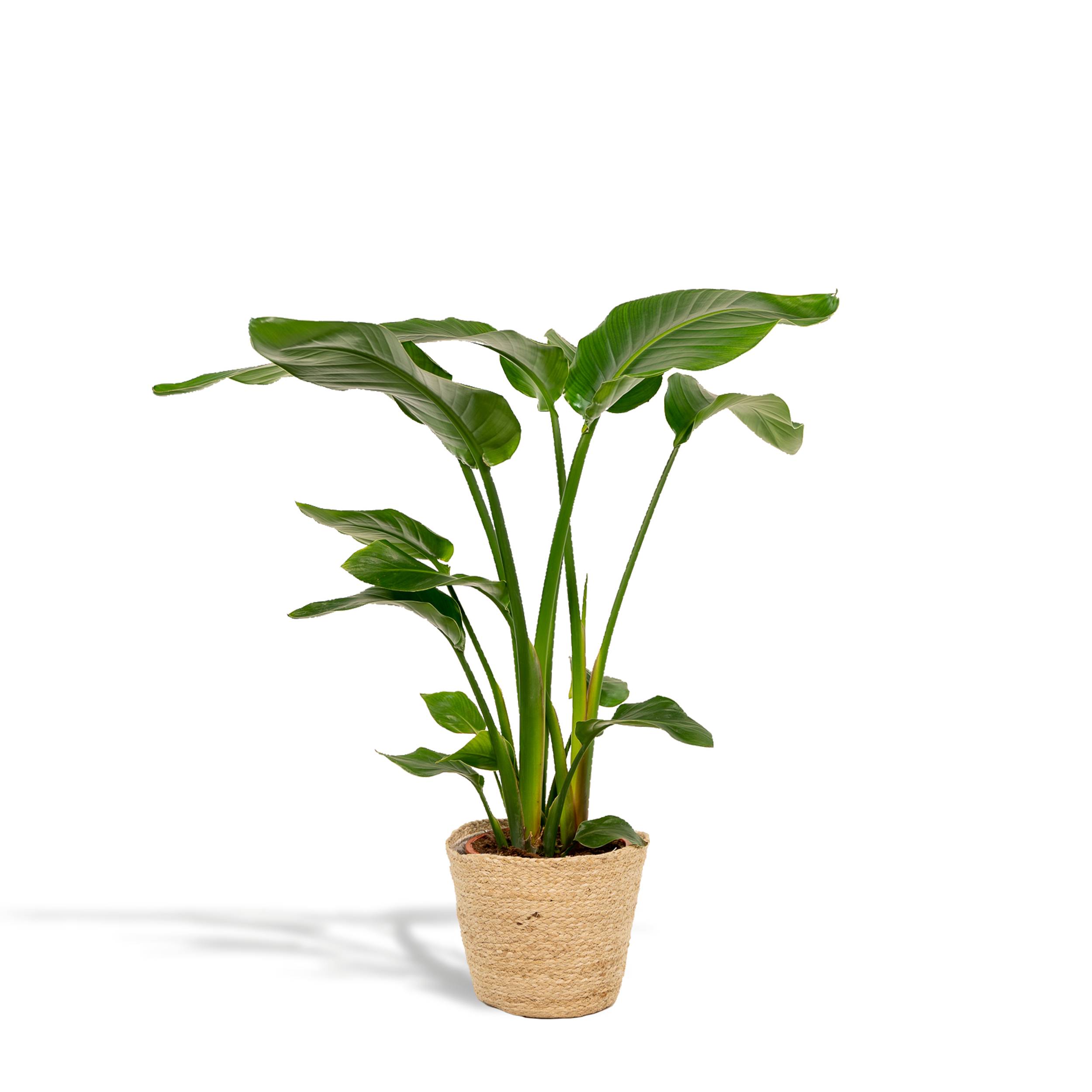 Strelitzia Nicolai - H90cm
