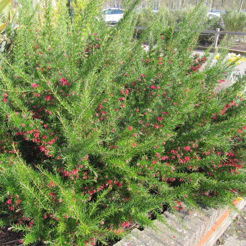 Promesse de Fleurs - Grevillea juniperina Canberra Gem Pot de 2L/3L - Image 1