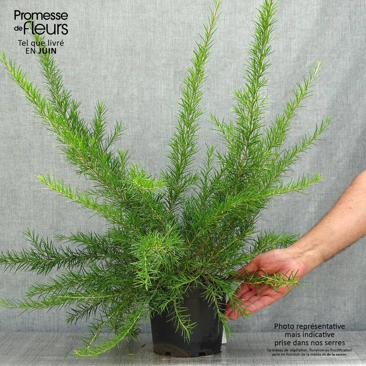 Promesse de Fleurs - Grevillea juniperina Canberra Gem Pot de 2L/3L - Image 2