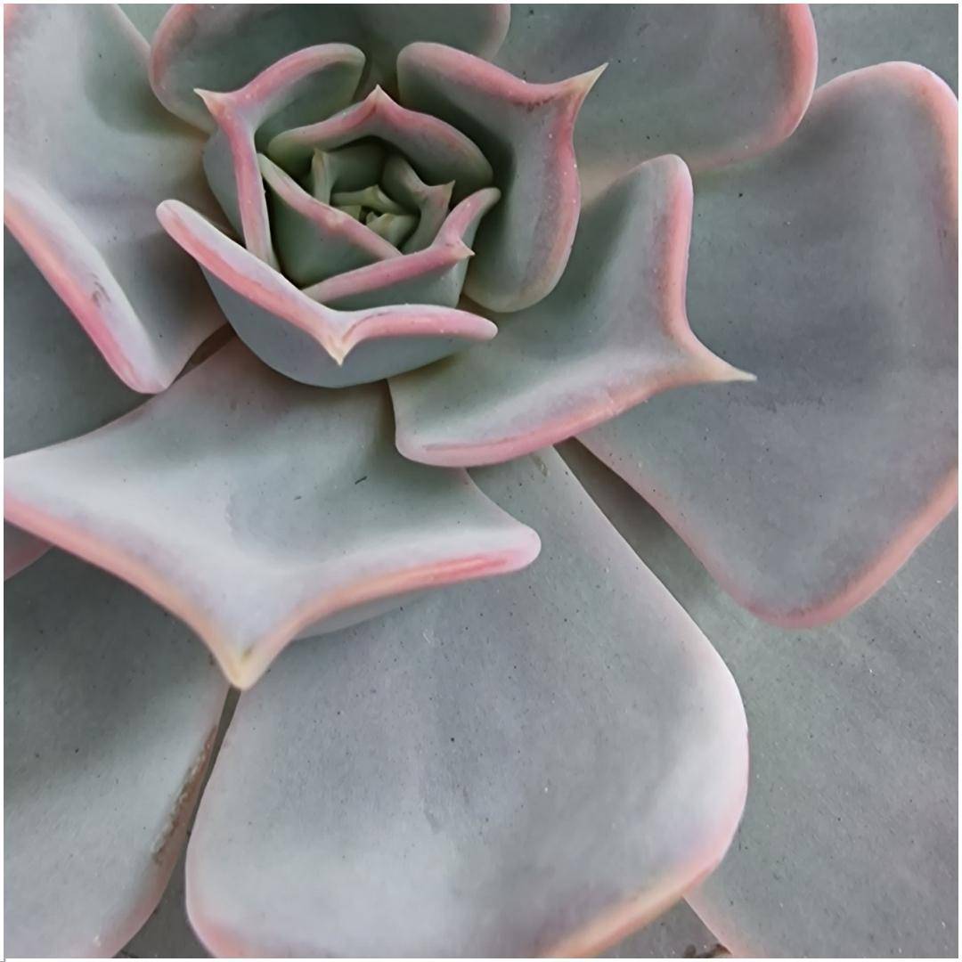 La Green Touch - Echeveria Lilacina Sans Racines en Bol Céramique Rose- La Green Touch - Imagen 3