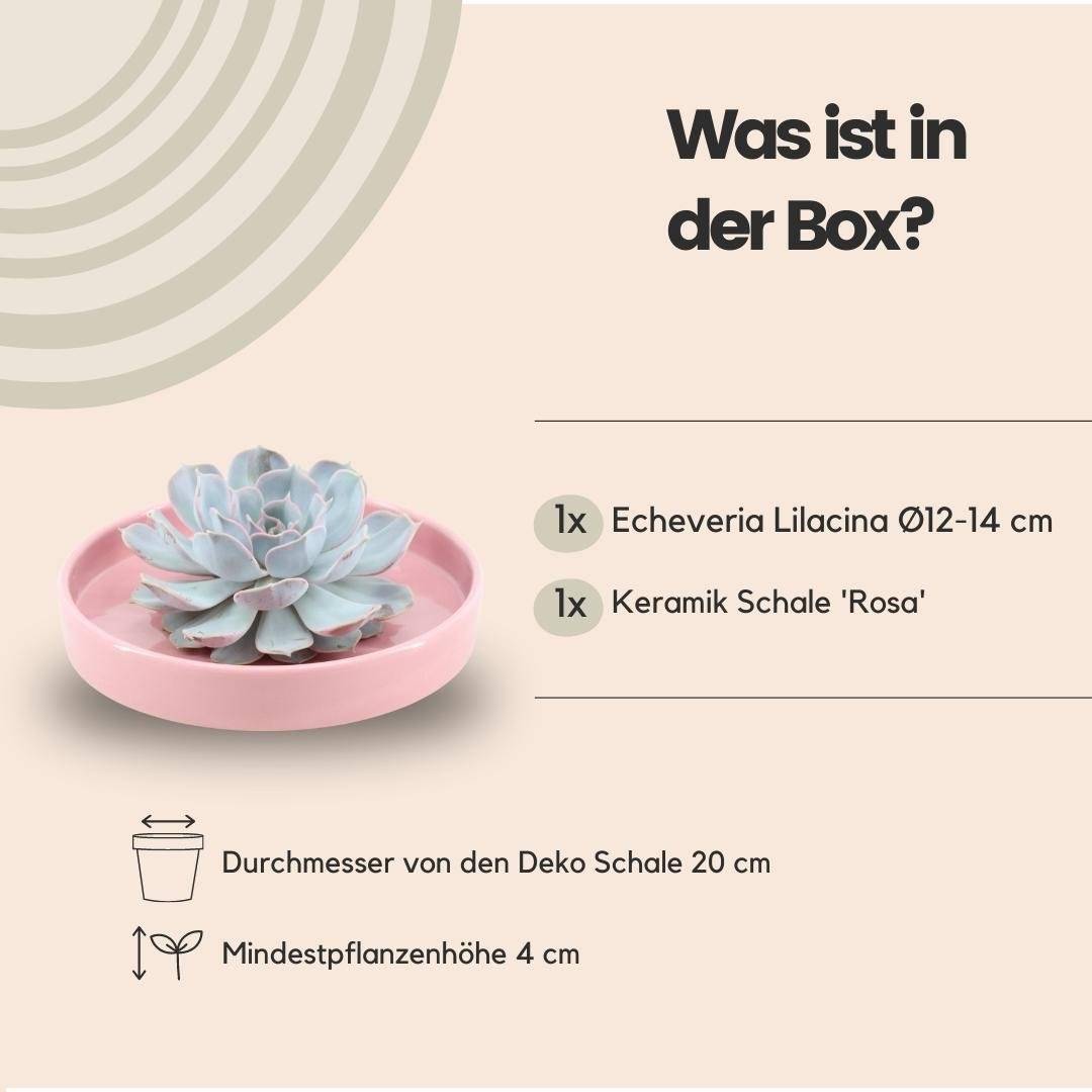 La Green Touch - Echeveria Lilacina Sans Racines en Bol Céramique Rose- La Green Touch - Imagen 5