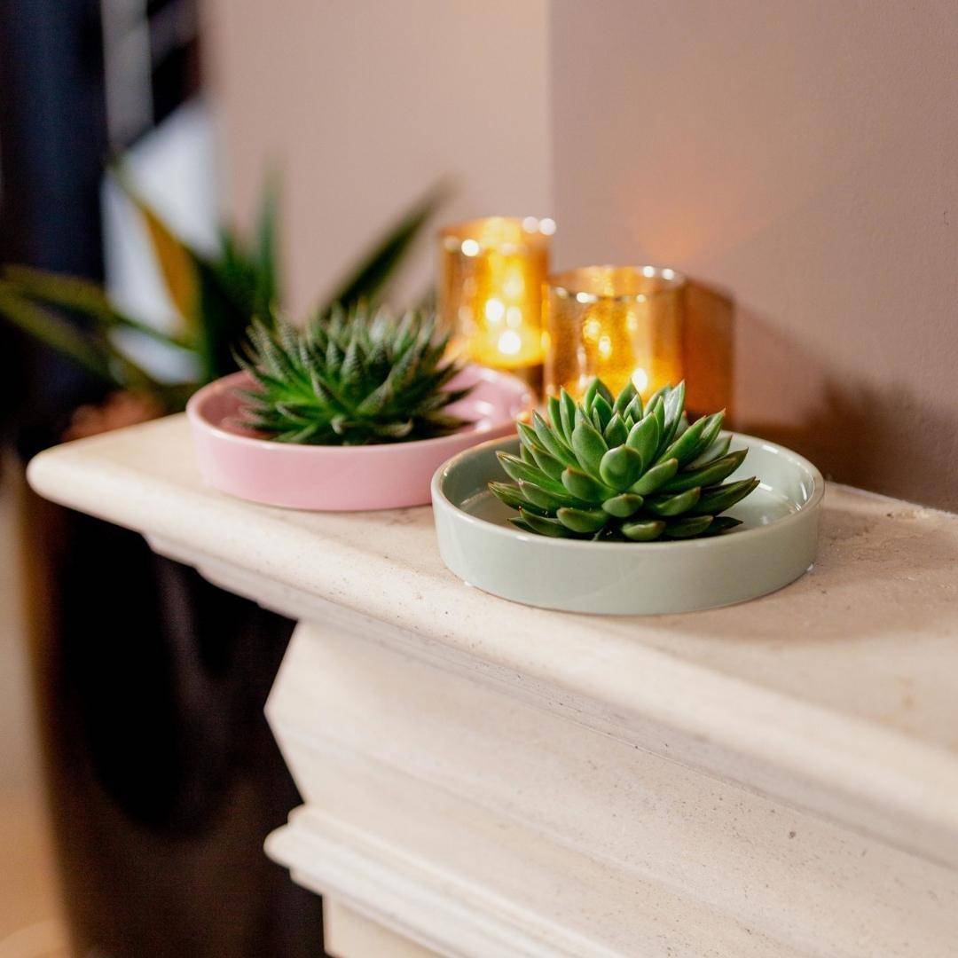 La Green Touch - Echeveria Lilacina Sans Racines en Bol Céramique Rose- La Green Touch - Imagen 7
