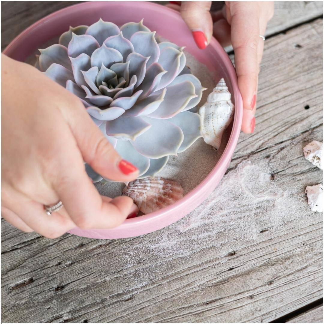 La Green Touch - Echeveria Lilacina Sans Racines en Bol Céramique Rose- La Green Touch - Imagen 2