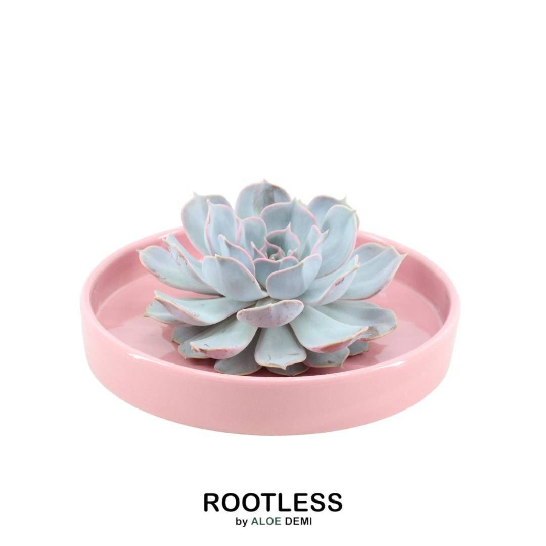 La Green Touch - Echeveria Lilacina Sans Racines en Bol Céramique Rose- La Green Touch - Imagen 1