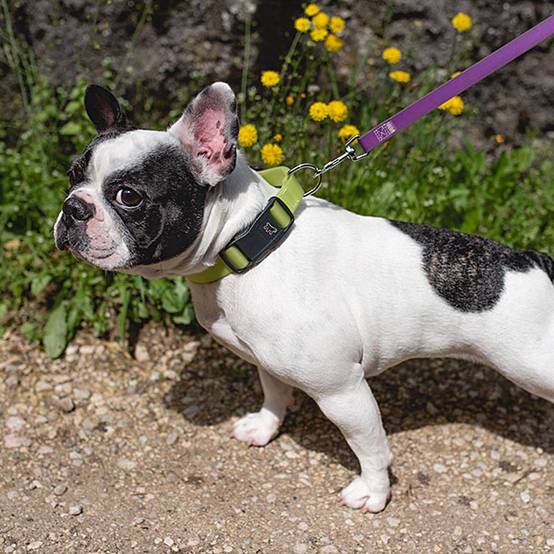 Ferplast - Collier Réfléchissant pour Chiens CLUB REFLEX C15/44 en Nylon avec Boucle Magnétique, idéal pour les promenades en soirée - Imagen 6
