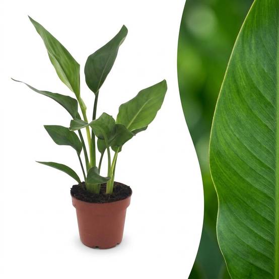 Oiseau de paradis - Strelitzia reginae - Ø12cm - ↕35cm - Plantes d’intérieur - Image 1