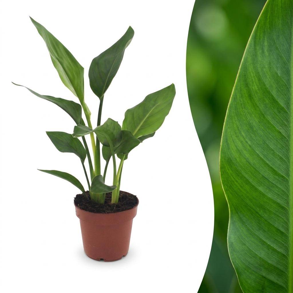 Oiseau de paradis - Strelitzia reginae - Ø12cm - ↕35cm - Plantes d’intérieur